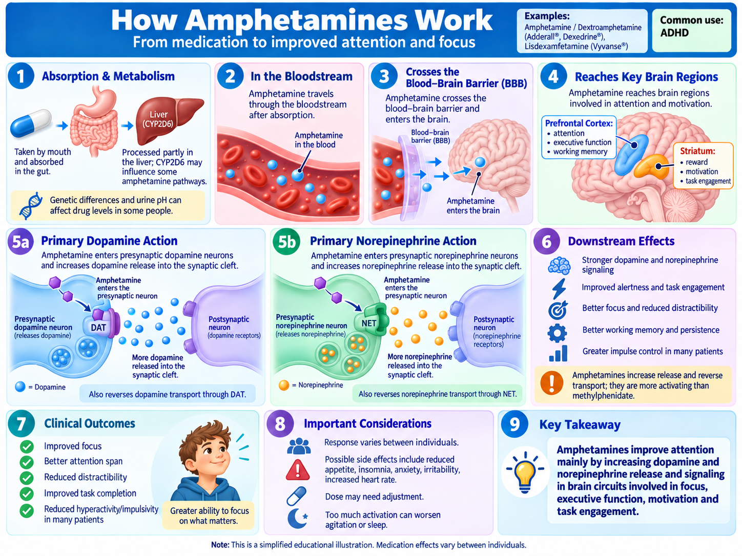 How amphetamines work: the drug increases release of dopamine and norepinephrine and blocks their reuptake