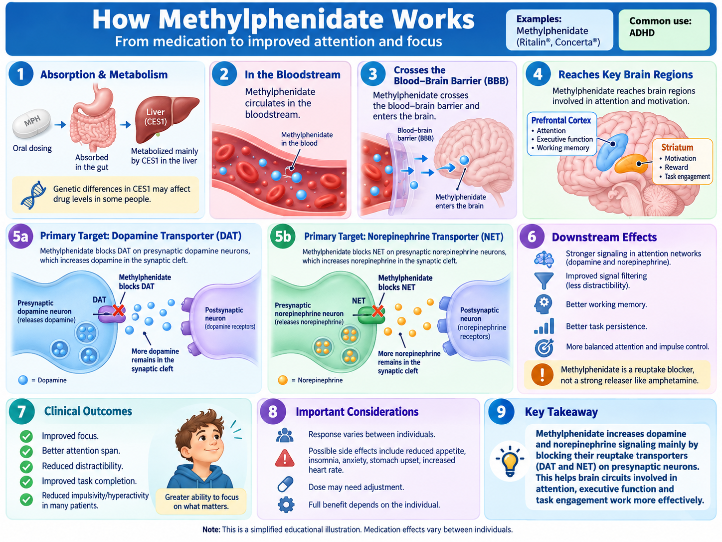 How methylphenidate works: the drug blocks the dopamine and norepinephrine transporters