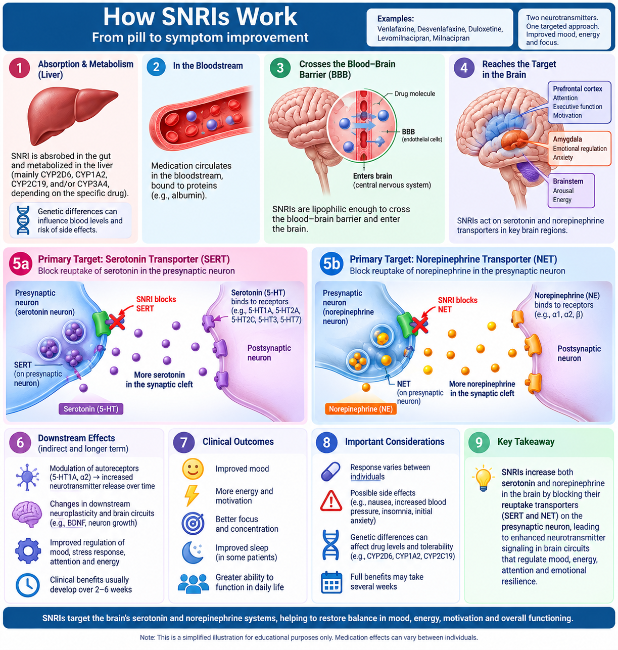 How SNRIs work: the drug blocks both the serotonin and norepinephrine transporters