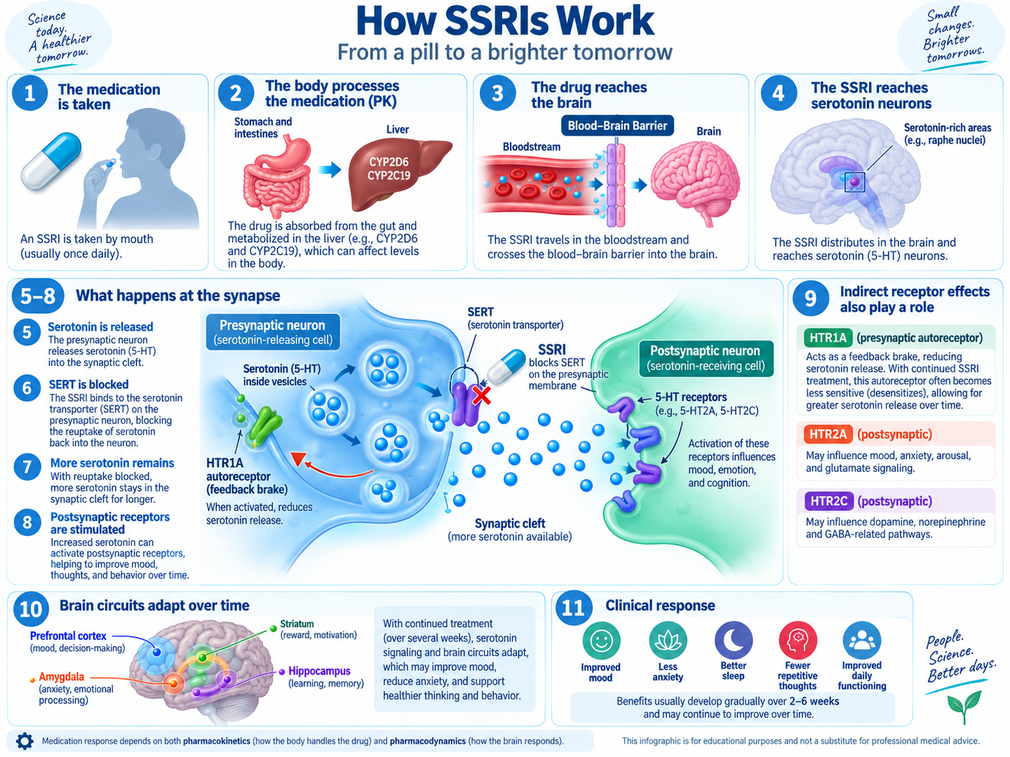 How SSRIs work: the drug blocks the serotonin transporter so more serotonin stays in the synapse