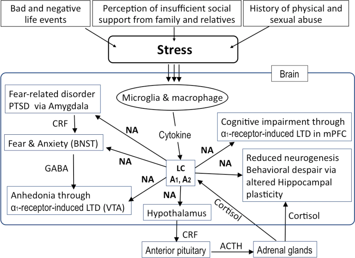 Norepinephrine